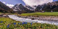 Fleurs bleues au bord d'une rivière de montagne suisse
