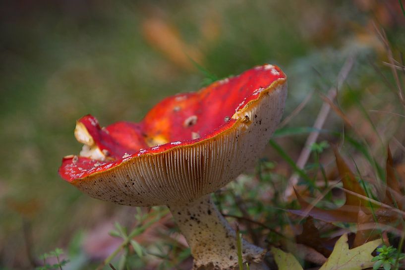 Rot mit weißen Pilzpunkten am Straßenrand von tiny brok