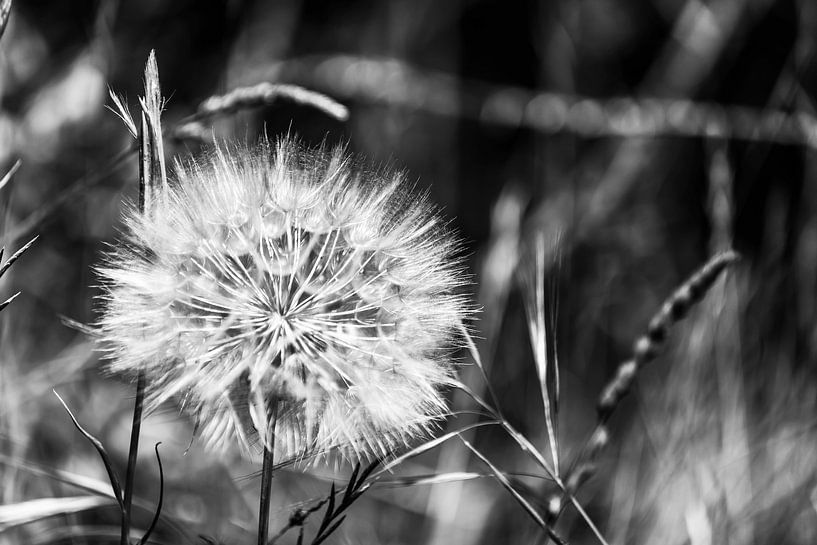 Dandelion by Frank Herrmann