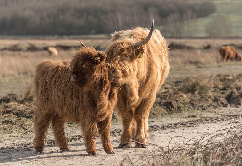 Scottish Highlander with calf by Ans Bastiaanssen