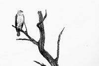 Vechtarend zwart-wit fotografie