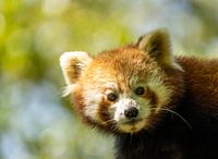 Little red panda