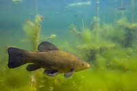 tanche dans le fossé hollandais