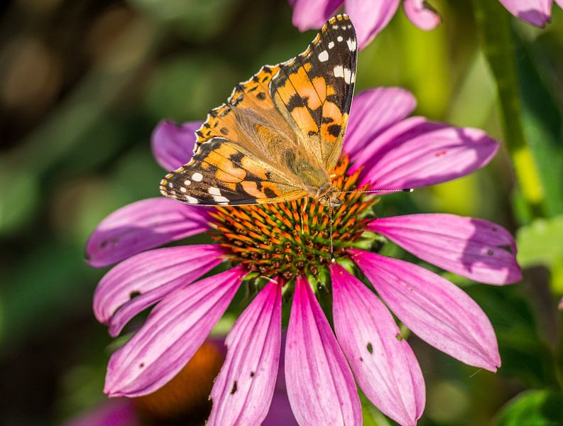 Distelfalter auf einem Sonnenhut von Animaflora PicsStock