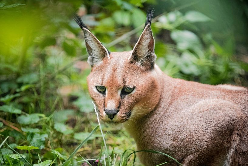 Karakal von Eveline van Beusichem