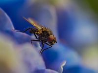 Fly on Hortensia