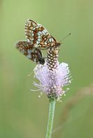 Papillon du blé de caille I - Melitaea athalia