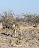 Erdmännchen in der Kalahari-Wüste