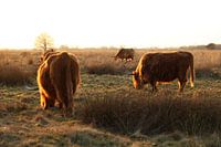 Schotse hooglanders aan het grazen bij zonsondergang