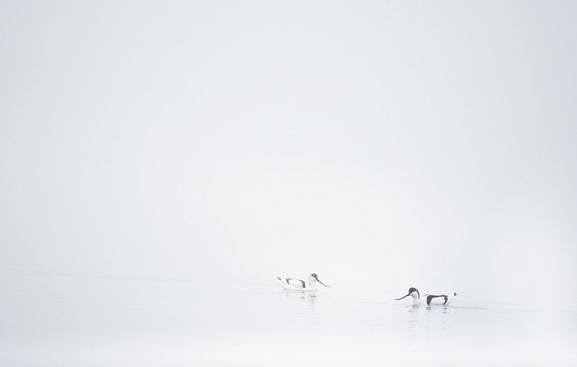 avocets in the fog by Danny Slijfer Natuurfotografie