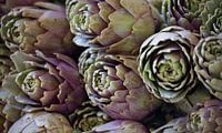 Fresh artichokes