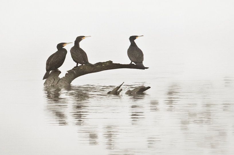 Kormorane von Remco loeffen