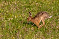 Der freie Sprung: Ein Hase rennt durchs Feld