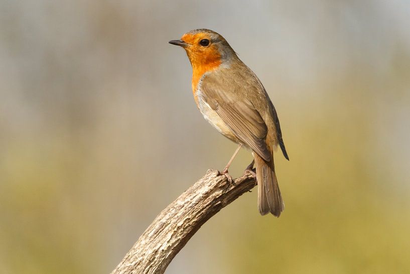 Robin by Arjan van de Logt