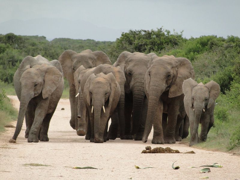 Olifanten Zuid-Afrika par Globe Trotter