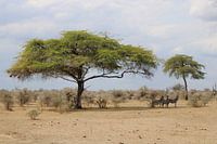 Landschaft Tansania Afrikanische Zebras