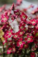 Dunkelrote Frühlingsblume