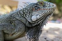 leguan am strand von playa porto marie