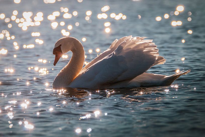 Witte zwaan bij zonsondergang van Dennis Wardenburg