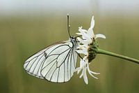 Greater veined white