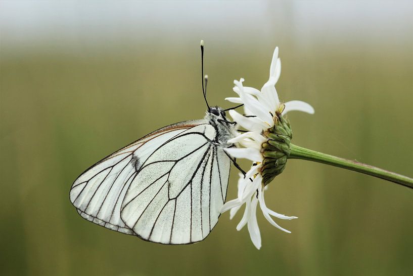 Greater veined white by Erwin Sligte