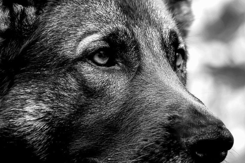 Berger allemand par foto by rob spruit