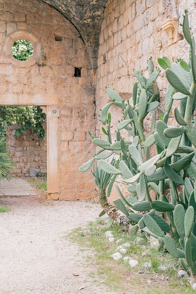 Jardin méditerranéen avec cactus - Dubrovnik, Croatie par Amy Hengst