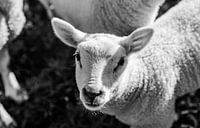 Portrait d'un agneau au printemps en noir et blanc