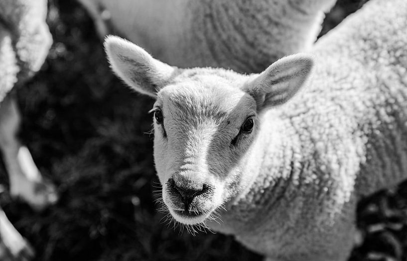 Portrait d'un agneau au printemps en noir et blanc par Tim Demel