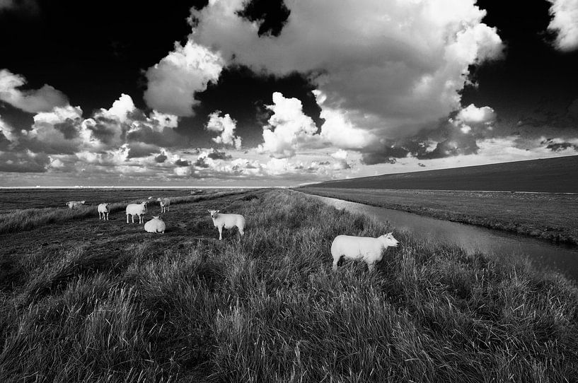 White sheep by Martijn Schornagel