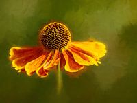 Tournesol sur fond vert
