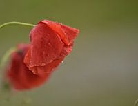 Coquelicot