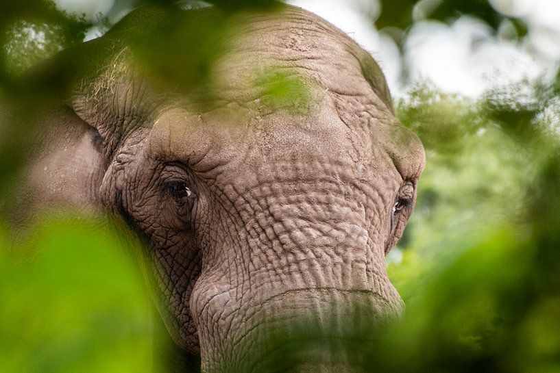 elephant by Johan Honders