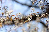 Spring blossom in the forest