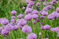 Champ de ciboulette rose Allium schoenoprasum en fleurs