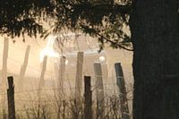 The need for speed - Legends Boucles de Bastogne 2022