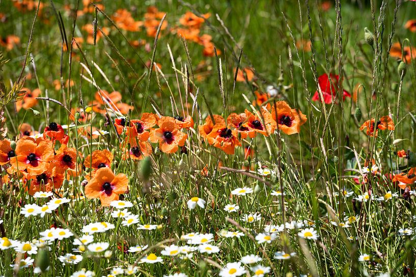 Klaprozen oranje von Johan Vet