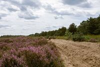 Purpurheide im Naturschutzgebiet in Oirschot