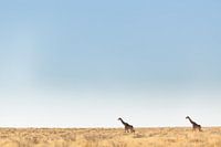 Leere Wüstenlandschaft mit zwei Giraffen vor dem Hintergrund des Horizonts