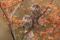two long-eared owls in autumn atmosphere