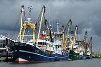 Kutter im Hafen von Oudeschild Texel