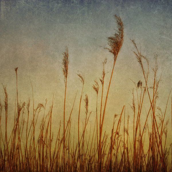 Les danseurs du matin par Claudia Moeckel