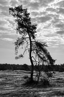 Einsam und beständig