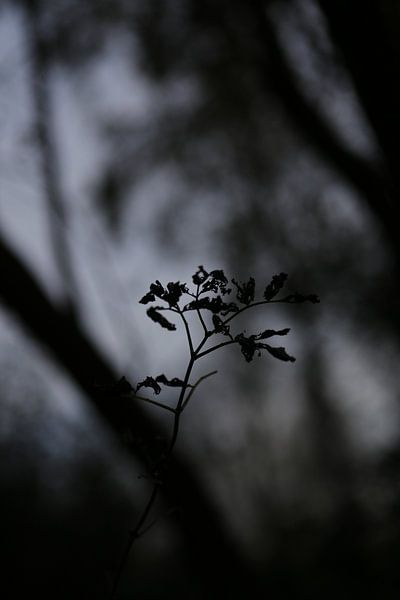 Silhouette plant by Janine Bekker Photography