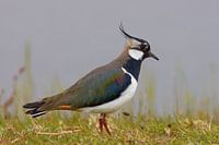 Kievit in volle pracht