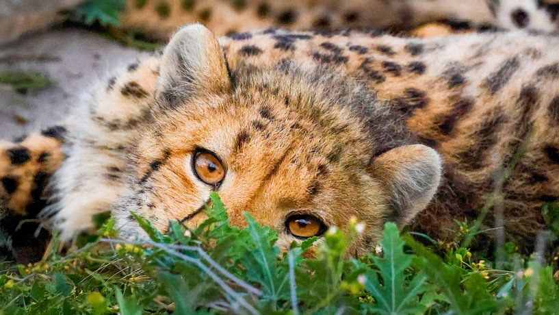 Guépard au Botswana par Kees van den Burg