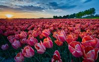 Un champ de tulipes dans le soleil du soir