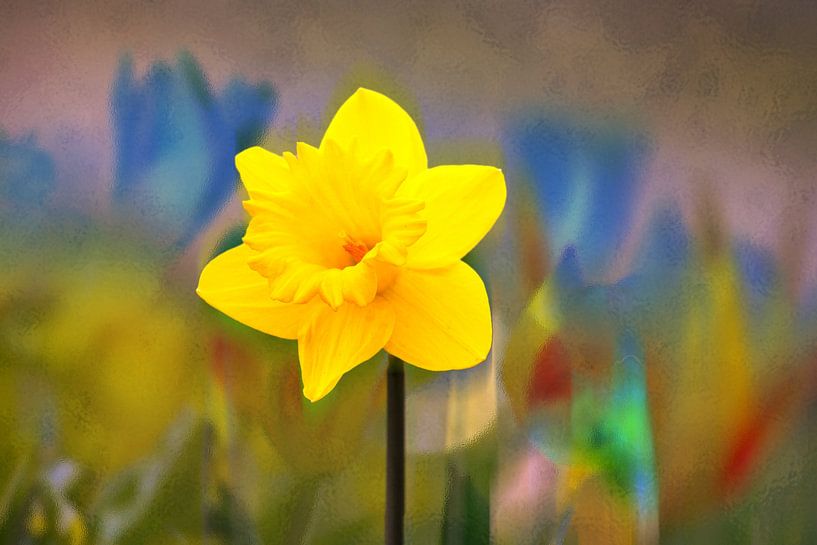 FLORE : NARCISSE JAUNE par Photoart-Naegele