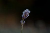 lavender covered with ice 2