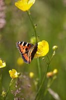 Atalanta Schmetterling | Niederländische Natur